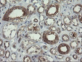 POLR3C Antibody (clone OTI2H1)