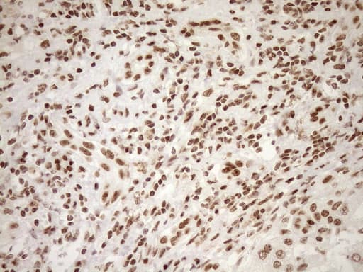EXOSC1 / CSL4 Antibody (clone OTI1H9, Carrier-free)