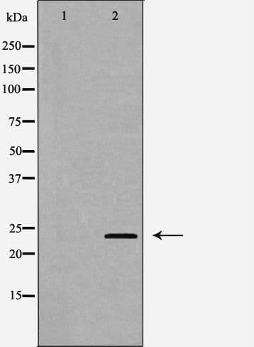 IL24 Antibody