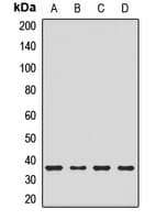 CHMP4B Antibody