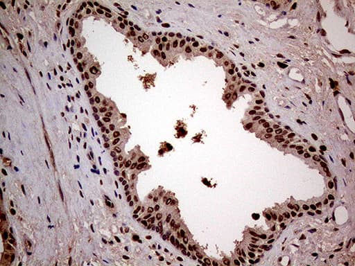 LSM11 Antibody (clone OTI2G7)