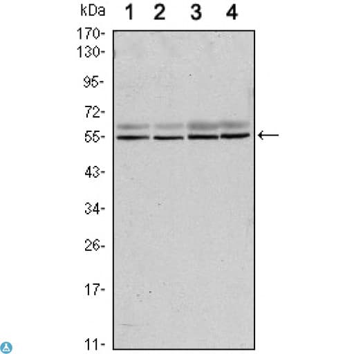 SMAD6 Antibody