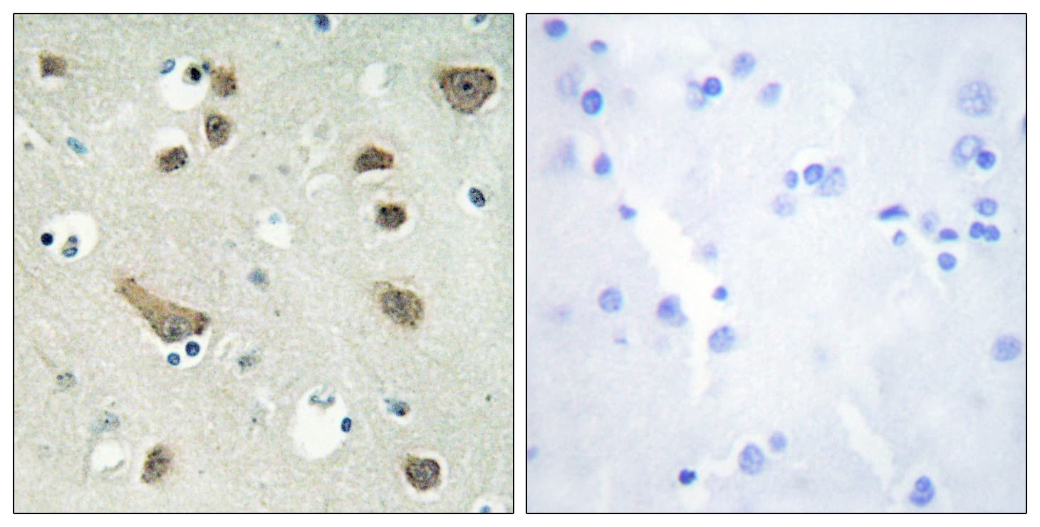 YWHAG / 14-3-3 Gamma Antibody (aa51-100)