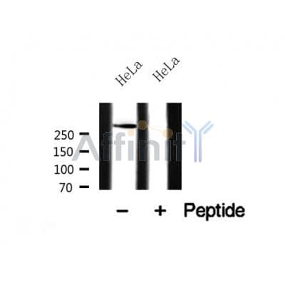 Polyclonal Rabbit anti-Human USP9X / FAM Antibody (IHC, WB)