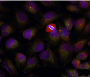 NFKB1 / NF-Kappa-B Antibody
