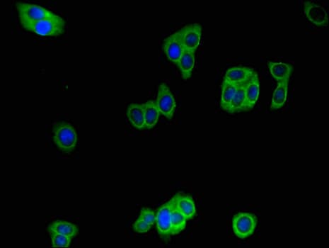 IDE Antibody