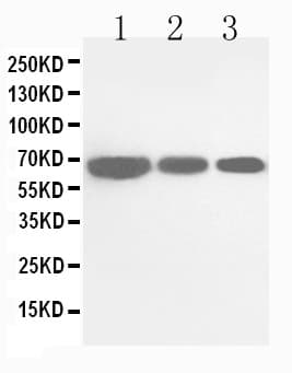 CDC25B Antibody (aa541-559)