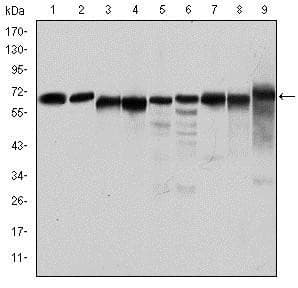 PRKAA1 / AMPK Alpha 1 Antibody (clone 2B7)