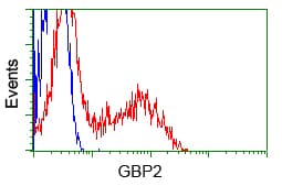 GBP2 Antibody (clone OTI1D1)