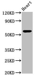 IHC-plus™ PSAP / Prosaposin Antibody