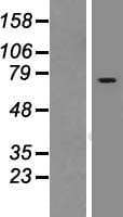 RASGRP2 Protein (Over-Expression Lysate Myc-DDK (Flag))