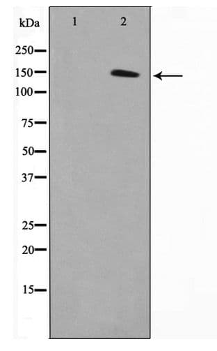 Polyclonal Rabbit anti-Human MN1 Antibody (WB)