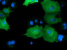 DNAJA2 Antibody (clone OTI3A10)