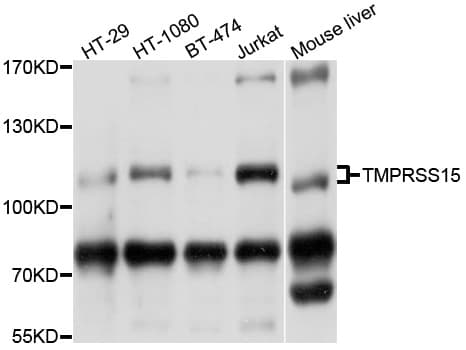 TMPRSS15 / Enterokinase Antibody