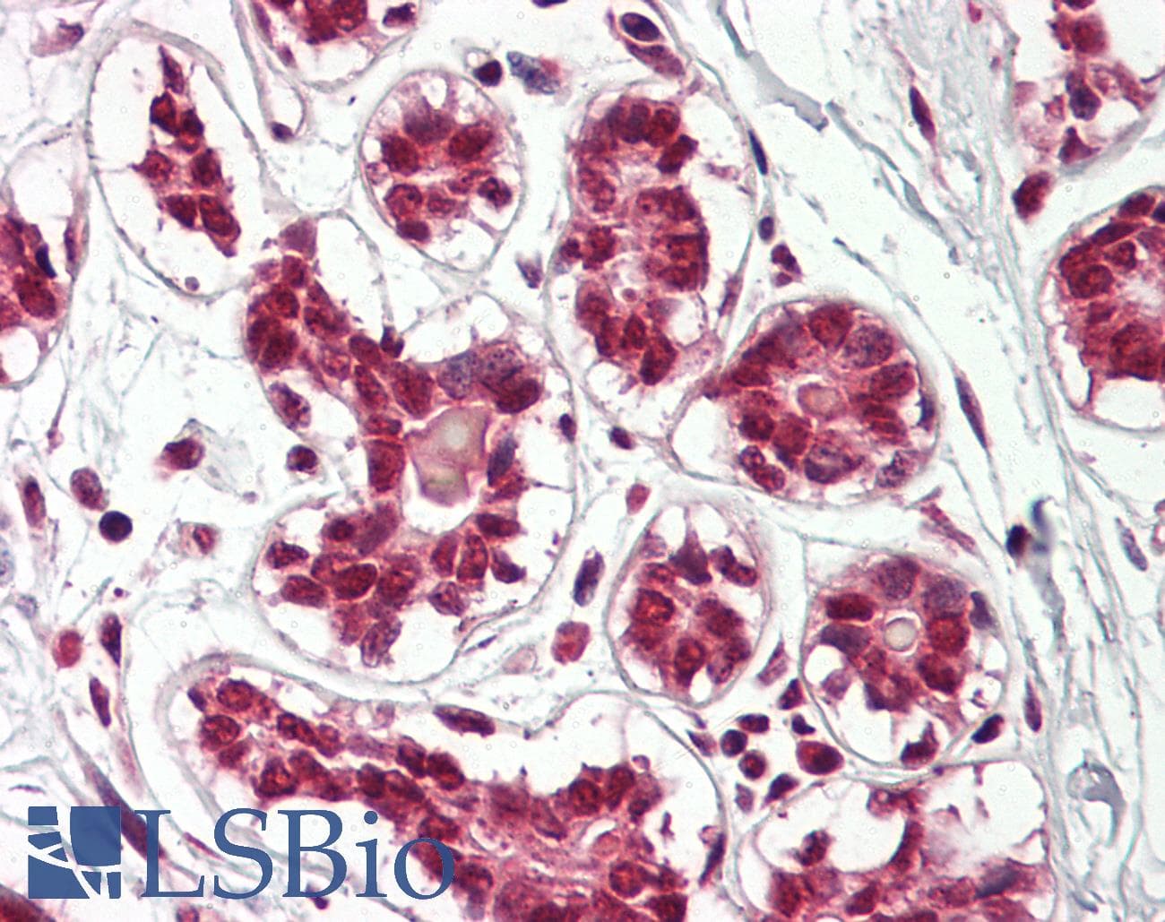 IHC-plus™ CUL2 / Cullin 2 Antibody (aa748-759)