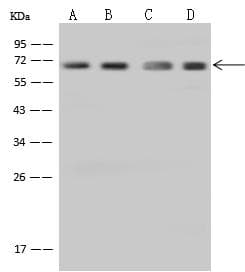 NUP62 Antibody