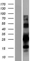 PYCR1 Protein (Over-Expression Lysate Myc-DDK (Flag))