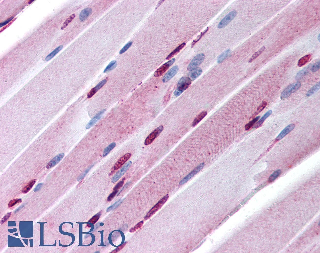 IHC-plus™ Polyclonal Rabbit anti-Mouse SALL4 Antibody (aa28-42, IHC)