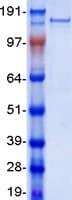 Human PXDNL Protein (Recombinant Myc-DDK (Flag))