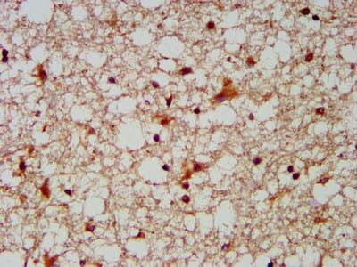 MUS81 Antibody