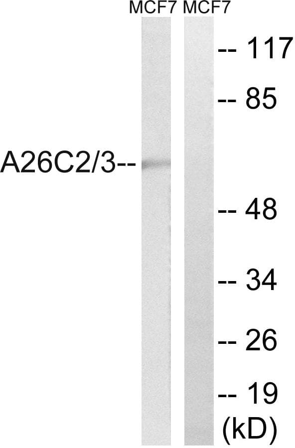 POTEG Antibody
