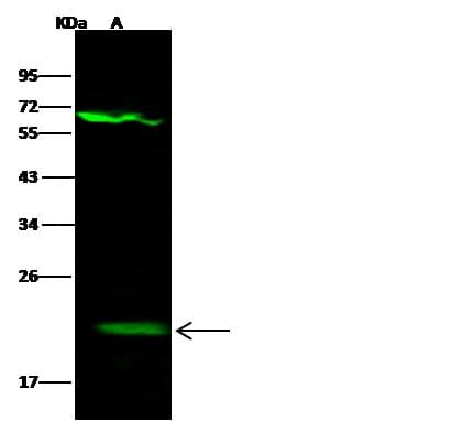 Polyclonal Rabbit anti-Mouse BID Antibody (Preservative Free, IHC, WB)