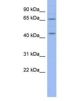 MIER3 Antibody (aa467-516)