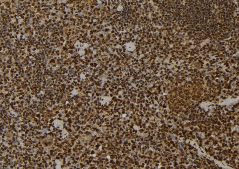 MPG Antibody