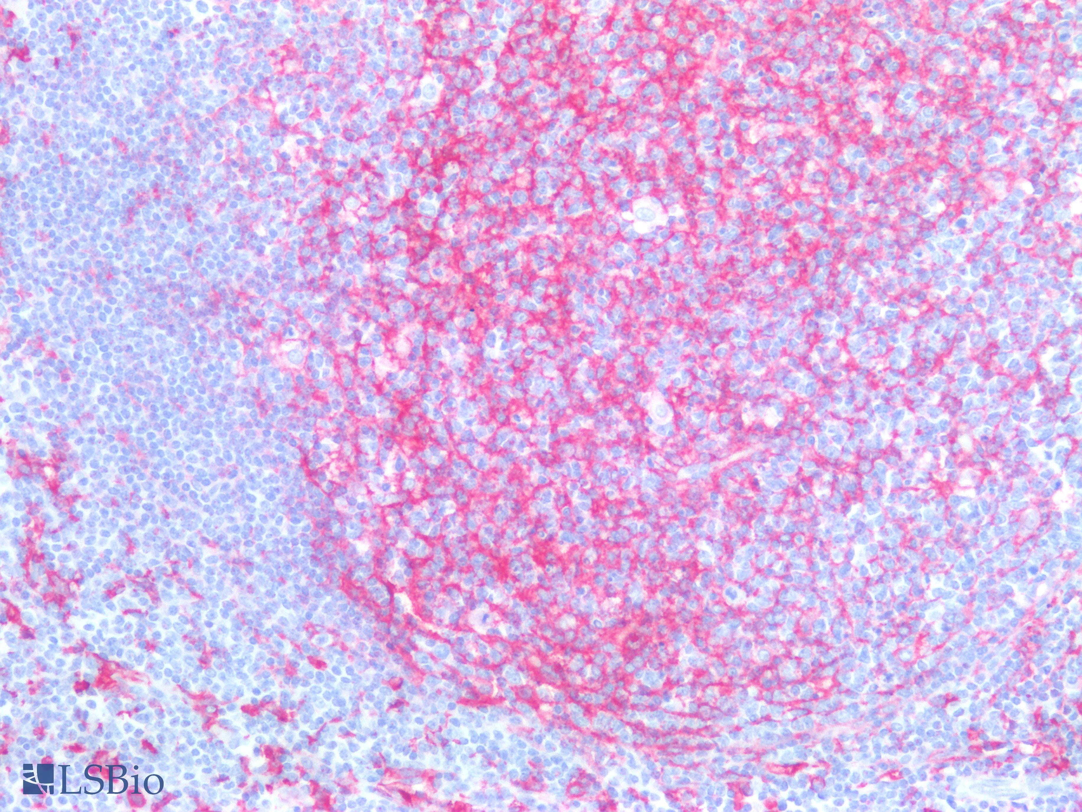 PathPlus™ CD14 Antibody (clone 7)