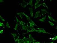 EIF2S1 Antibody (clone EIF2S1A2B8)