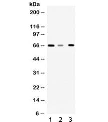 WDR1 Antibody