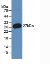 PMP22 Antibody (clone C10)