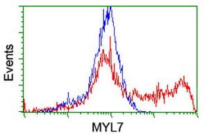 MYL7 Antibody (clone OTI7F2)