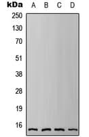 Fragilis / IFITM3 Antibody (N-Terminus)