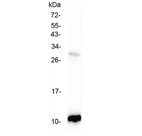 CCL2 / MCP1 Antibody