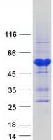 Human SAP30BP / HTRG Protein (Recombinant Myc-DDK (Flag))
