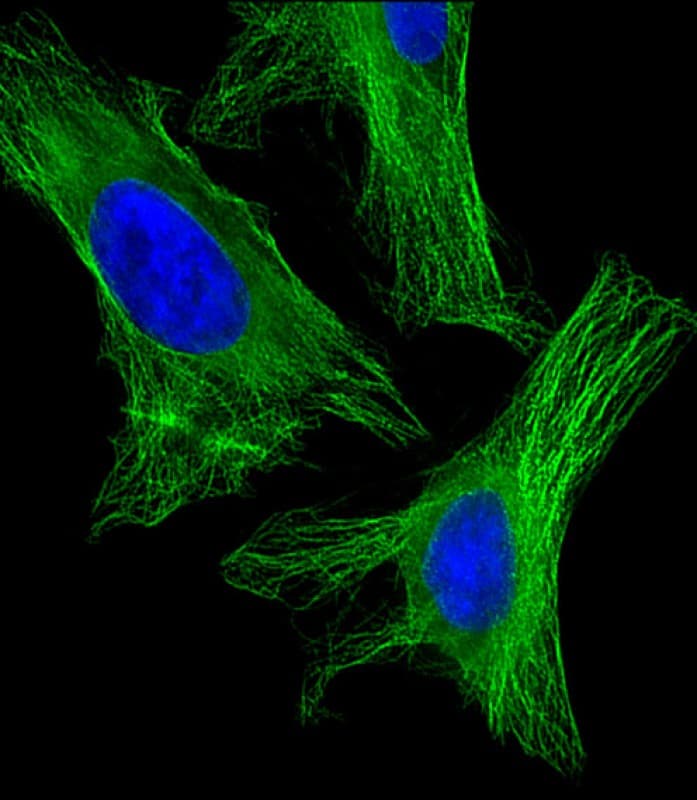 TUBA1B / Tubulin Alpha 1B Antibody