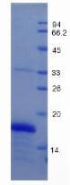 Mouse GDF1 Protein (Recombinant His, N-Terminal)