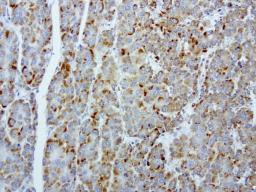 Monoclonal Mouse anti-Human MRPS34 Antibody (clone UMAB125, IHC, IF, WB)