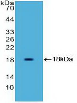HMGIY / HMGA1 Antibody (aa3-107, APC)