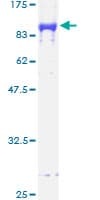 Human GPC5 / Glypican 5 Protein (Recombinant GST)