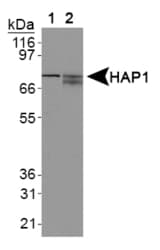 Monoclonal Mouse anti-Rat HAP1 Antibody (clone 1B6, IHC, WB)