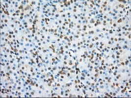 PDE4A / PDE4 Antibody (clone OTI1C8)