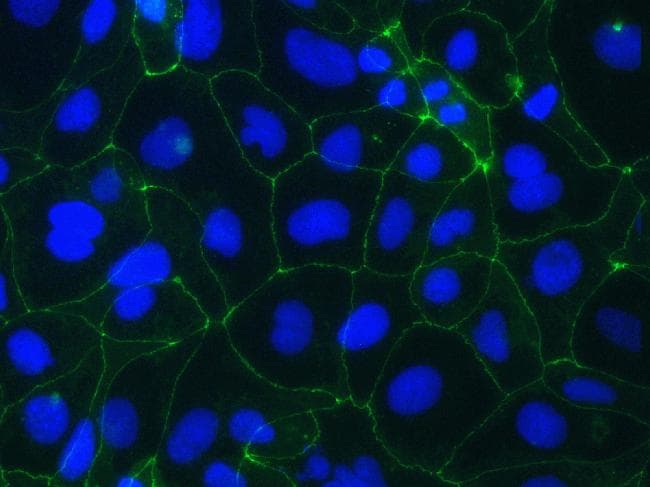 OCLN / Occludin Antibody (C-Terminus, clone OC-3F10, AF488)