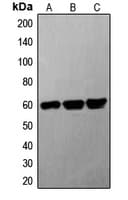 G3BP1 / G3BP Antibody (Internal)