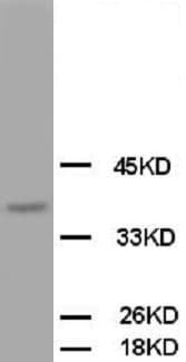 OPCML / OBCAM Antibody (C-Terminus)