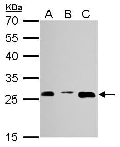 PSMA3 Antibody (aa1-137)