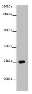 PRG2 / Proteoglycan 2 Antibody