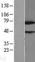 Human NUB1 Protein (Over-Expression Lysate Myc-DDK (Flag))