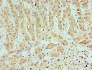 SERPINA10 / PZI Antibody (aa165-444)